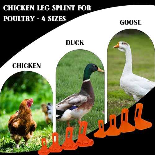 Chicken Leg Splint for Poultry - 4 Sizes, Ideal for Fixing Fractures, Curled Toes, Osteoarthritis & Plantar Warts in Chickens, Ducks, and Geese (Orange-for Chicken Leg)