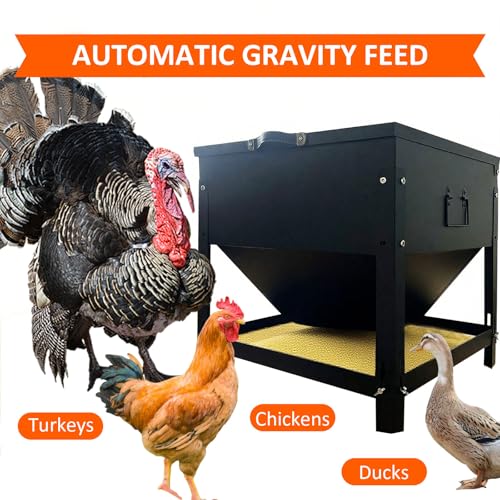80 lb Automatic Chicken Feeder, Adjustable Height Poultry Set | Metal build, Latch closure, Carry handle, Grain storage, Ducks, Turkeys, Backyard coop, Farm use
