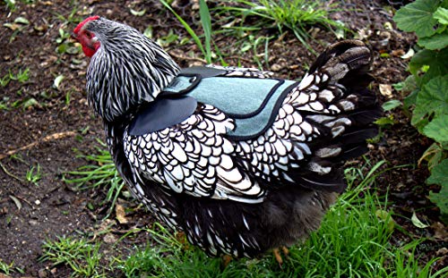DOWN UNDER OUTDOORS 2 Pack Small Chicken Saddles for Bantams and Young Birds, Includes Shoulder Covers (Teal) - color: teal
