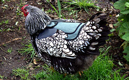 DOWN UNDER OUTDOORS 2 Pack Small Chicken Saddles for Bantams and Young Birds, Includes Shoulder Covers (Teal) - color: teal