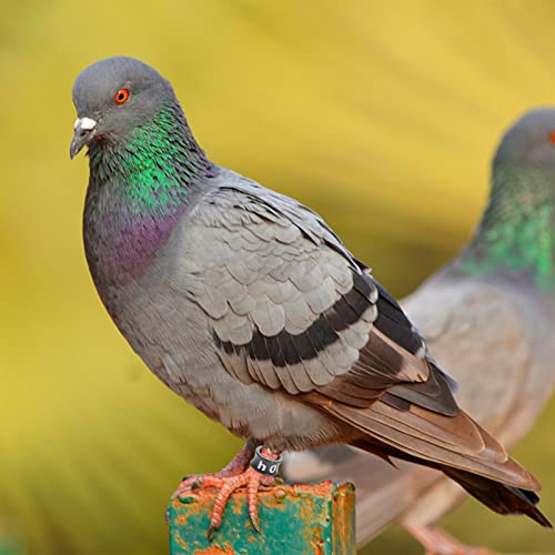 POPETPOP Bird Rings Leg Bands 50pcs Numbered Bird Identification Leg Bands Poultry for Bantam Finch Dove Quail