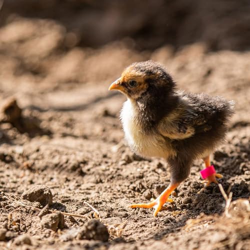Hatching Time Poultry Leg Bands 6 mm Yellow Pack of 25 with Zip Connection for Chickens Quail Small Birds and Backyard Flock Identification - color: Yellow, size: 6 mm