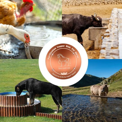 Copper Waterer Cleaning Disc, All Season Livestock Water Purifier Tray Keeps Water Clean for Poultry, Dogs & Cattle - size: horse