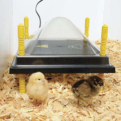 Premier 1 Chick Heating Plate Kit with Adjustable Legs | Includes Anti-Perch Cover | 10"x10" Plate Warms Up to 15 Chicks