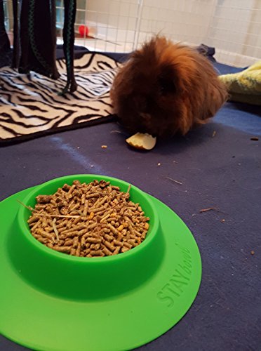 Tip-Proof Bowl for Guinea Pigs and Other Small Pets - Spring Green - Large 3/4 Cup Size New (Pack of 2) - size: Large (Pack of 2)