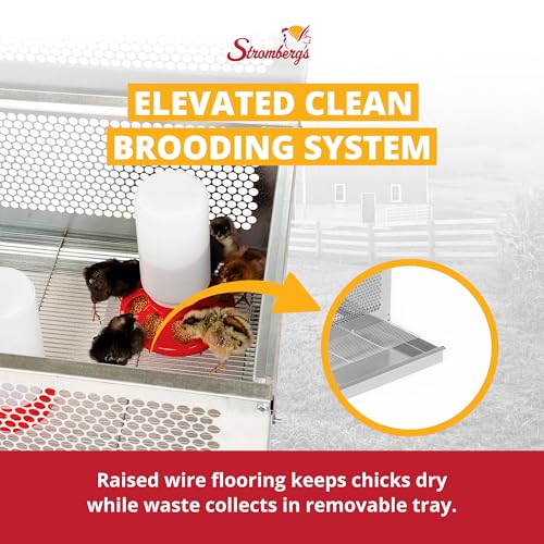 Stromberg's Stand Up Chick Brooder, Elevated Chicken Brooder Pen with Lamp Stand, Removable Tray, Wire Floor, Ventilated Steel Design, Raised Frame for Easy Cleaning and Chick Care