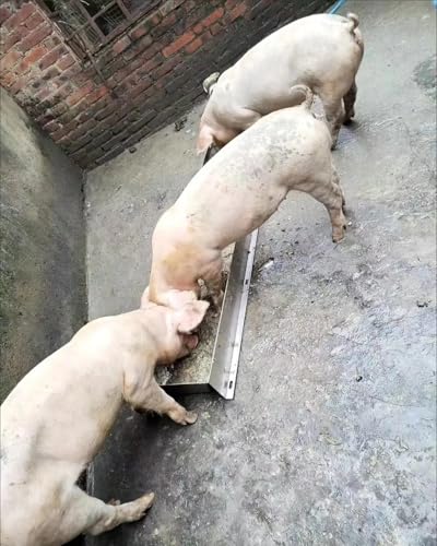 Pig Hog Feeders for Outside Heavy Duty, Piglet Livestock Feeder Trough Easy Clean Fill, Automatic Animals Feeder/Poultry Watering Bowls(59in/5ft) - size: 59in/5ft