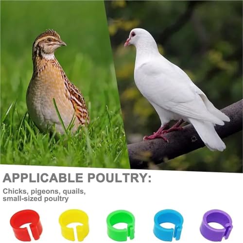 Chicken Leg Bands 800Pcs 8Mm Coturnix Quail Leg Bands Baby Chick Leg Bands Pigeon Bands Chicken Leg Bands