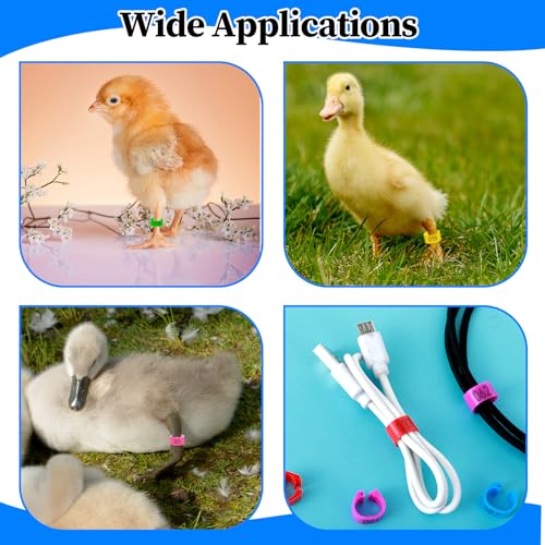 100PCS 8mm Chicken Leg Bands, Plastic Chicken Leg Rings with 8 Colors, Numbered Quail Bird Leg Bands Identification, Ankle Ring for Bantam Finch Dove Lovebird Coturnix Quail Duck Small Birds Supplies