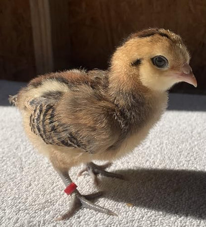 DoubleWood Baby Poultry Leg Bands 1/4" Medium Chick, 200 Pcs Coturnix Quail Leg Bands Baby Chick Leg Bands Pigeon Bands Chicken Leg Bands Rings (Medium 1/4") - size: Medium 1/4"
