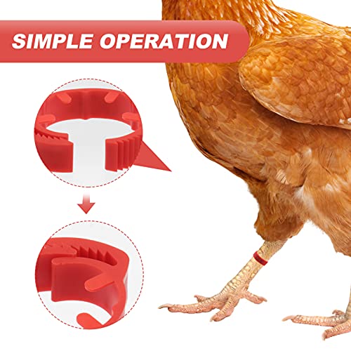 100 Pack Poultry Leg Bands - Durable Numbered Chicken and Duck Identification Rings for Easy Breed Management(Red,3 Packs) - color: Red, size: 3 packs