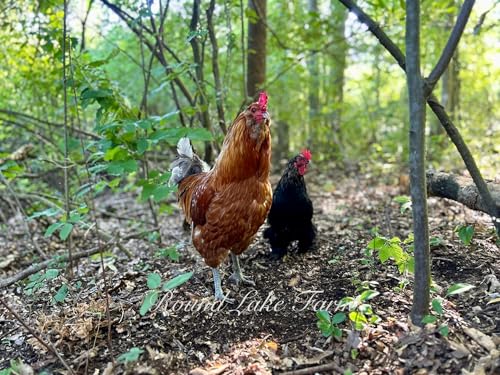 12 Barnyard Mix Chicken Fertile Hatching Eggs - Shipped in Foam from Free Range Birds