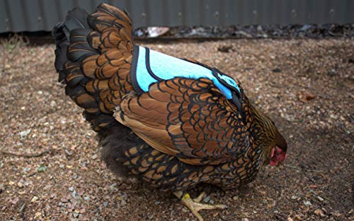 DOWN UNDER OUTDOORS Medium-Large Chicken Saddle with Adjustable Straps, Chicken Apron, Poultry Saver, Pet Supplies, Including Shoulder Cover (Blue) - color: Blue