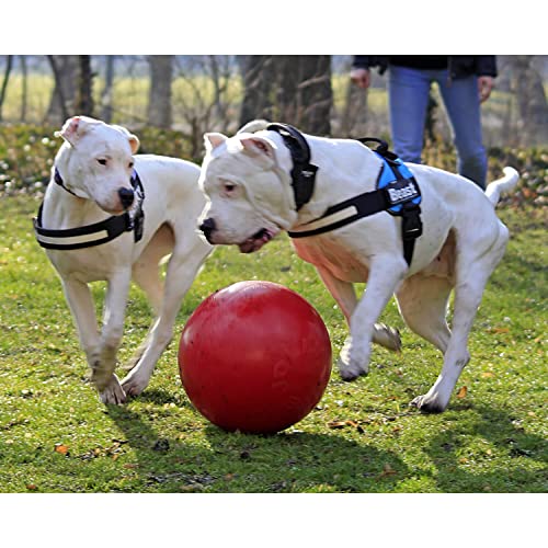 Jolly Pets Push-n-Play Ball Dog Toy, 3 Inches/Mini, Purple - color: Purple, size: 3 in/Mini