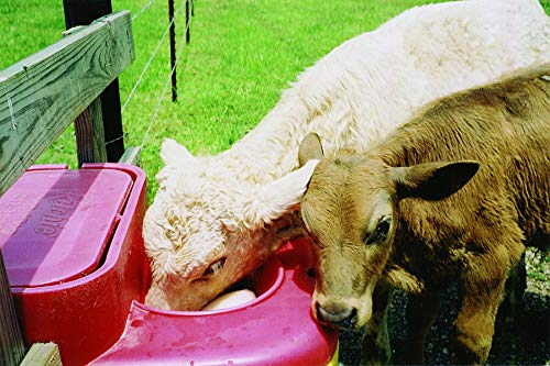 Ritchie Thrifty King CT2 2000 Energy Free Waterer Cattle Horses
