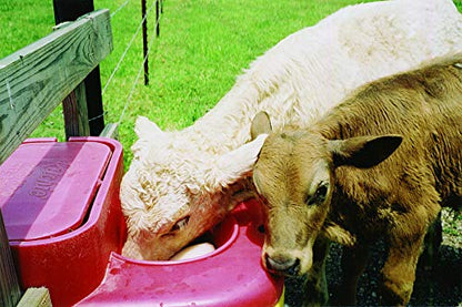 Ritchie Thrifty King CT2 2000 Energy Free Waterer Cattle Horses