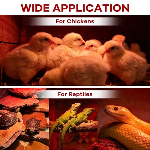 Heat Lamp Bulb for Chickens, Red Heat Lamp Infrared Light Bulb with Power Cord Hanging Chain for Chicks