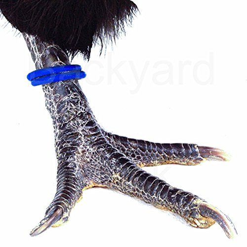 100 Pack Spiral Chicken Poultry Leg Bands Rings - #11 11/16" size - Mixed Colors
