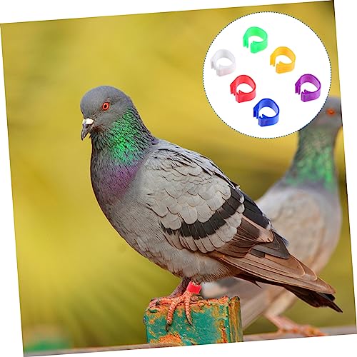100pcs Colorful Poultry Foot Rings Large Clip-on Leg Bands for Pigeons Doves Ducks and Chickens Easy Identification for Bird Breeders and Enthusiasts