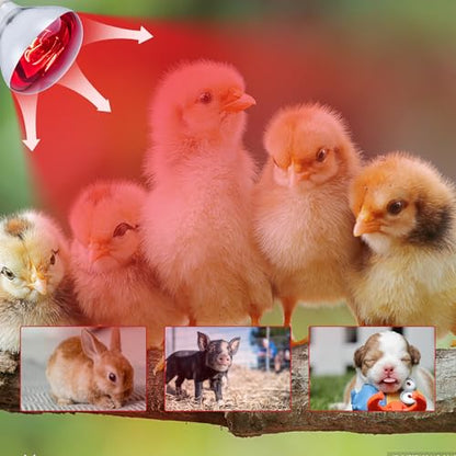 6 Pack 250W Heat Lamp Bulbs for Chicks, R40 Brooder Heat Lamp for Chickens, Infrared Reflector Heating Bulbs, Incandescent Heat for Pet, Bathroom, Food