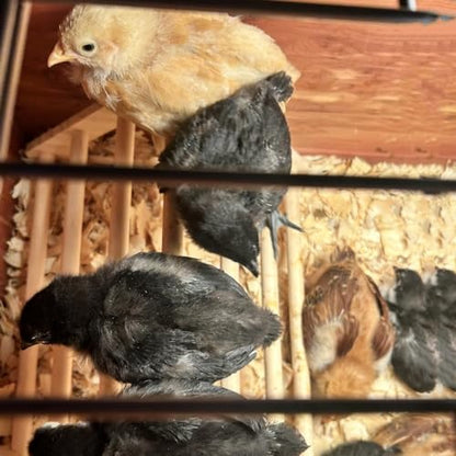 Chick Perch Chicken Coop Toys and Accessories,Chick Roosting Bar,Brooder for Baby Chicks,Strong Wooden Bird Perch. (Style 2, 14.4" x 10.7" x 6.7) - color: Style 2