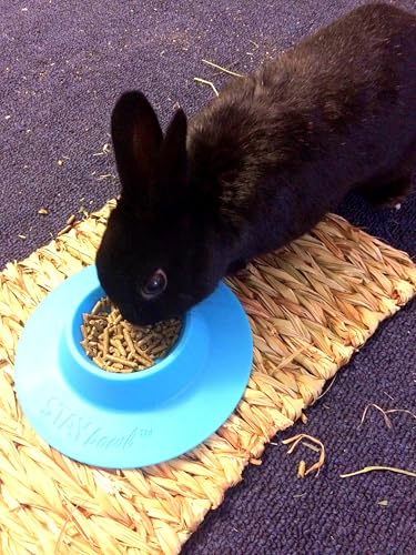 Tip-Proof Ergonomic Pet Bowl for Guinea Pig and Other Small Pets; 1/4-Cup Size; Sky Blue - size: Small 1/4 cup