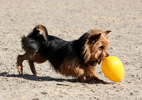 Jolly Pets Jolly Egg Dog Toy, 8 Inches/Medium, Yellow - color: Yellow, size: Medium (8 in)