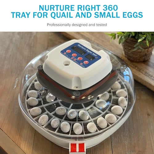 Egg Trays for 48 Small Quail/Bird Eggs - Durable Egg Tray for Nurture Right 360 Egg Incubator - Hand Washable Eggs Keeper for Chicken Goose Turkey Emu - size: 12.3"L x 12.3"W x 0.7"H