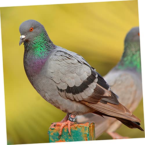COLLBATH 50pcs Chicken Leg Bands Pigeon Foot Ring Homing Pigeon Parrot Leg Rings Small Closed Anklet
