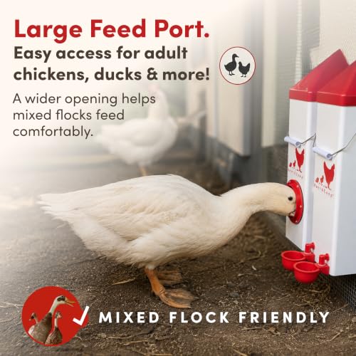 RentACoop High Rise Chicken Waterer and Feeder Set - 10lbs/2 Gal
