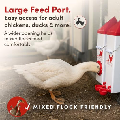 RentACoop High Rise Chicken Waterer and Feeder Set - 10lbs/2 Gal