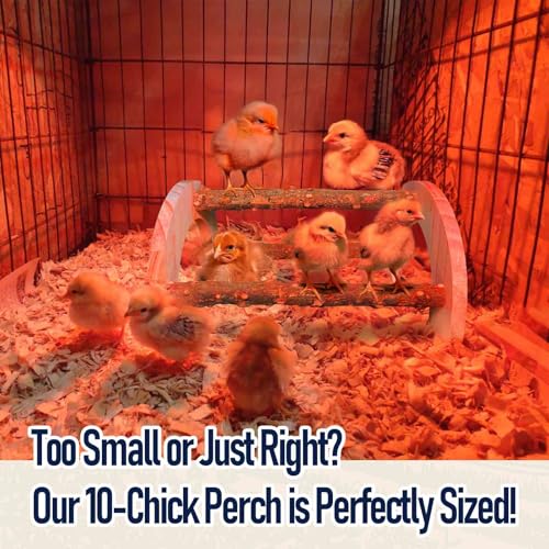 Baby Chicken Perch - Natural Wood Chick Roosting Bar for Brooder, Baby Chicken Supplies （2 Pack） - size: 2 Pack