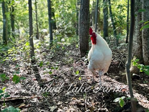 12 Barnyard Mix Chicken Fertile Hatching Eggs - Shipped in Foam from Free Range Birds