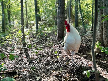 12 Barnyard Mix Chicken Fertile Hatching Eggs - Shipped in Foam from Free Range Birds