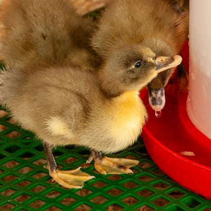Premier 1 Chick Heating Plate Brooder Kit | Includes: 12" x 12" Plate with Adjustable Legs, Cover, 7 Reuseable Panels, Stand, 3 lb Feeder, Waterer, 10 lbs. Starter Feed | Warms Up to 24 Chicks