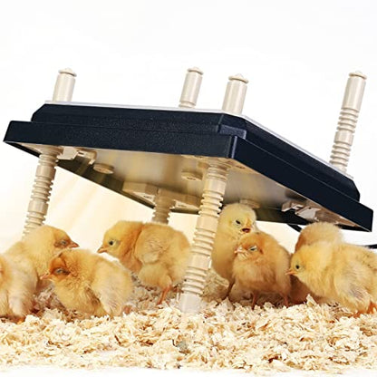 Brooder Heater for Chicks: Chick Brooder Heating Plate with Easy- Cleaning Plate Poultry Coop Heater Chicks Warmer 12" x 12" for 20 Chicks Adjustable Height Brooding Heater 22 Watts - color: Blue