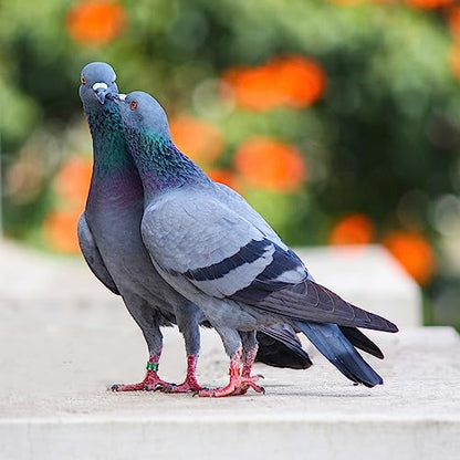 Aluminum Open Bird Rings - Split Leg Rings for Identifying Pigeons, Parrots, Doves - Mixed Colors, 50 PCS Per Pack - size: 4.7
