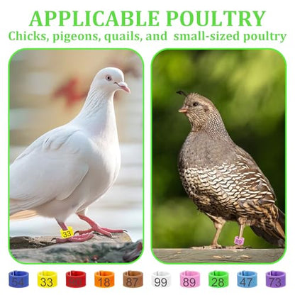 100 Pcs 8mm Birds Leg Rings, Colorful Readable Numbered Pigeons Quail Chick Identification Leg Bands Clip on Leg Rings for Baby Chick Bantam Finch Dove Small Birds