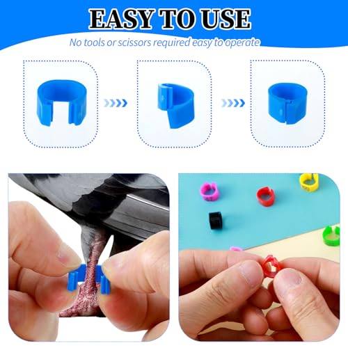 100PCS 8mm Chicken Leg Bands, Plastic Chicken Leg Rings with 8 Colors, Numbered Quail Bird Leg Bands Identification, Ankle Ring for Bantam Finch Dove Lovebird Coturnix Quail Duck Small Birds Supplies