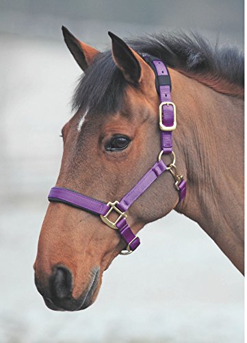 Shires Topaz Leather Breakaway Nylon Headcollar - color: Purple, size: X-Small Pony
