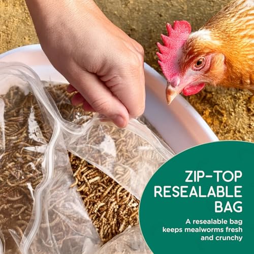 4 lb Black Soldier Fly Larvae for Chickens - High Protein Chicken Feed with 75x More Calcium Than Mealworms - Healthy Poultry Treats for Ducks, Birds - Resealable Bag for Freshness