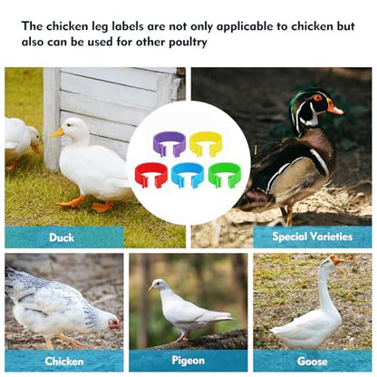 100 Pcs 16mm Plastic Chicken Leg Bands, Color-Coded Leg Bands for Chickens & Farmers, Notched Ring Design Chicken Bands Leg for Easy Flock Management