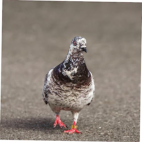 BESPORTBLE Easy to Use Bird Leg Bands 18pcs Pigeon Racing Rings Aluminum Bird Leg Bands for Identification Random Color