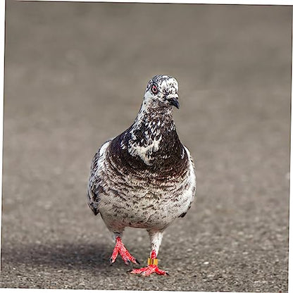 BESPORTBLE Easy to Use Bird Leg Bands 18pcs Pigeon Racing Rings Aluminum Bird Leg Bands for Identification Random Color