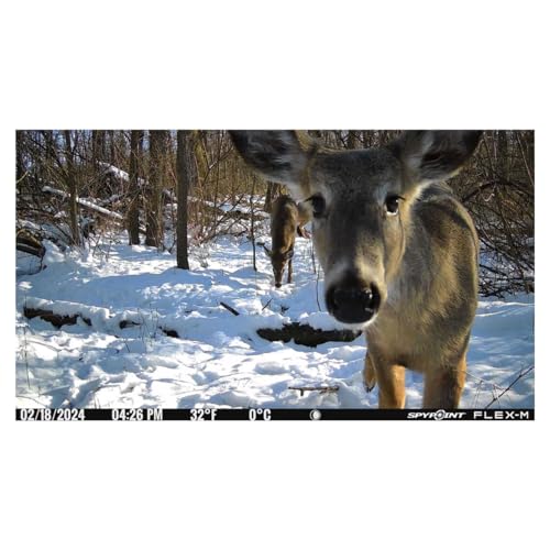 SPYPOINT Flex-M Cellular Trail Camera - Best Hunting Accessories, No WiFi Needed, Night Vision, Motion Activated, Dual-Sim LTE, IP65 Water-Resistant Game Camera, 28MP Photos, 720p Videos + Sound (1) - color: Camera Only, size: Pack of 1