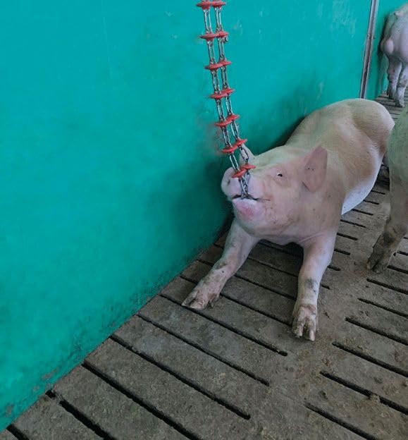 Pig Toy - Toys for Pigs - Stress and Boredom Relief - Pig Chew Toy Chain for Enhancing Behavior - Piglets Accessories - Farm and Domestic Use - Enjoyment and Fun