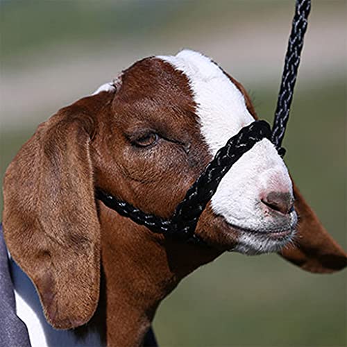 Sullivan's Soft Braid Sheep & Goat Halter - color: Black