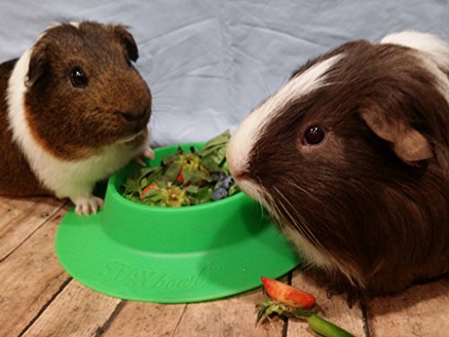 Tip-Proof Bowl for Guinea Pigs and Other Small Pets - Spring Green - Large 3/4 Cup Size New (Pack of 2) - size: Large (Pack of 2)