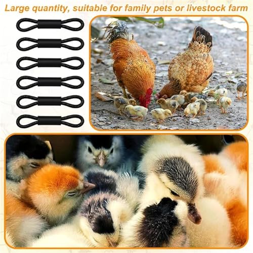 Chicken Leg Bands 600 Pcs Adjustable Chicken Leg Band, for Baby Chick 150 Pieces Hobble Braces, Poultry Spraddle for Newborn Chicks of 1 to 3 Days