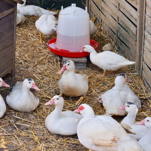 Pickmesh 2 Pcs 2 Gallon Plastic Poultry Drinker Poultry Waterer Automatic Chicken Water Feeder Fed Water Container Jar for Duck Baby Chicks Rabbit Turkeys Outdoor Farm